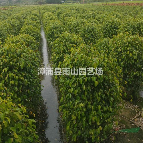 福建垂葉榕 漳州垂葉榕柱 福建垂葉榕柱介紹/特征/用途
