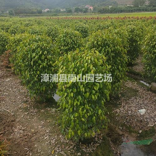 福建垂葉榕 漳州垂葉榕柱 福建垂葉榕柱介紹/特征/用途