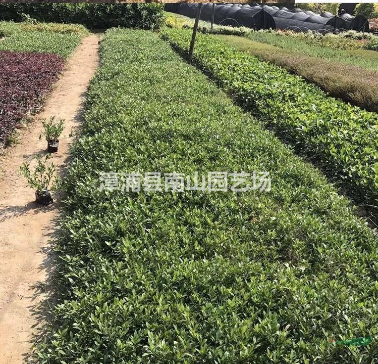 福建供應(yīng)小葉梔子 漳州小葉梔子基地規(guī)格齊全