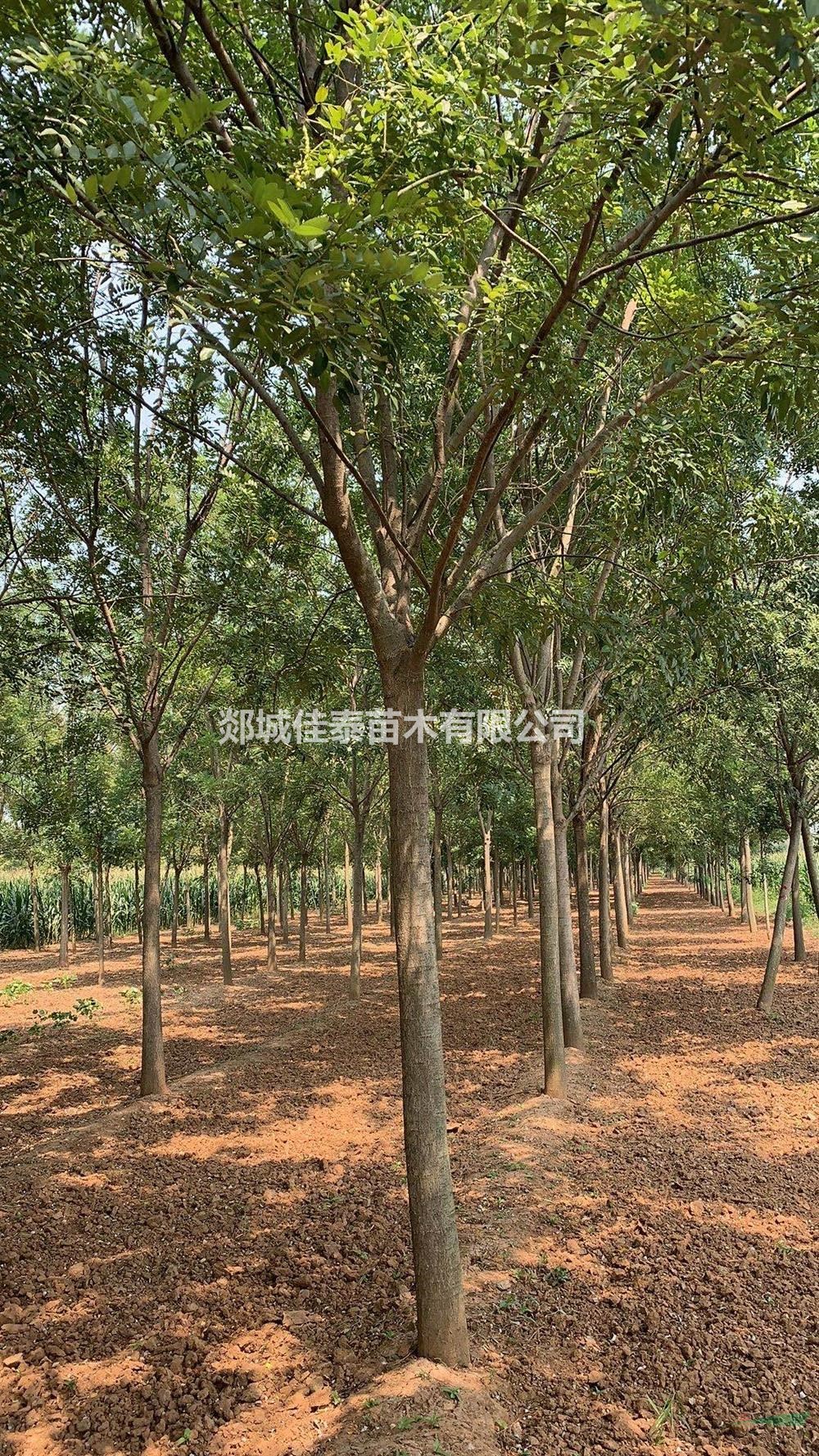 16公分國槐17公分國槐價格/報價