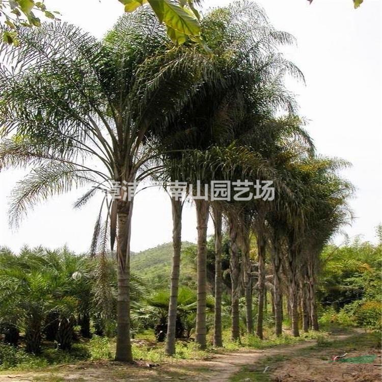優(yōu)質(zhì)特價皇后葵 福建皇后葵價格 漳州皇后葵農(nóng)戶產(chǎn)地直銷