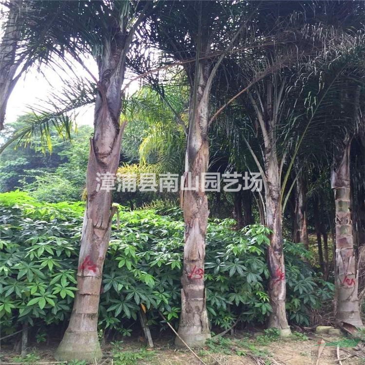 優(yōu)質(zhì)特價皇后葵 福建皇后葵價格 漳州皇后葵農(nóng)戶產(chǎn)地直銷