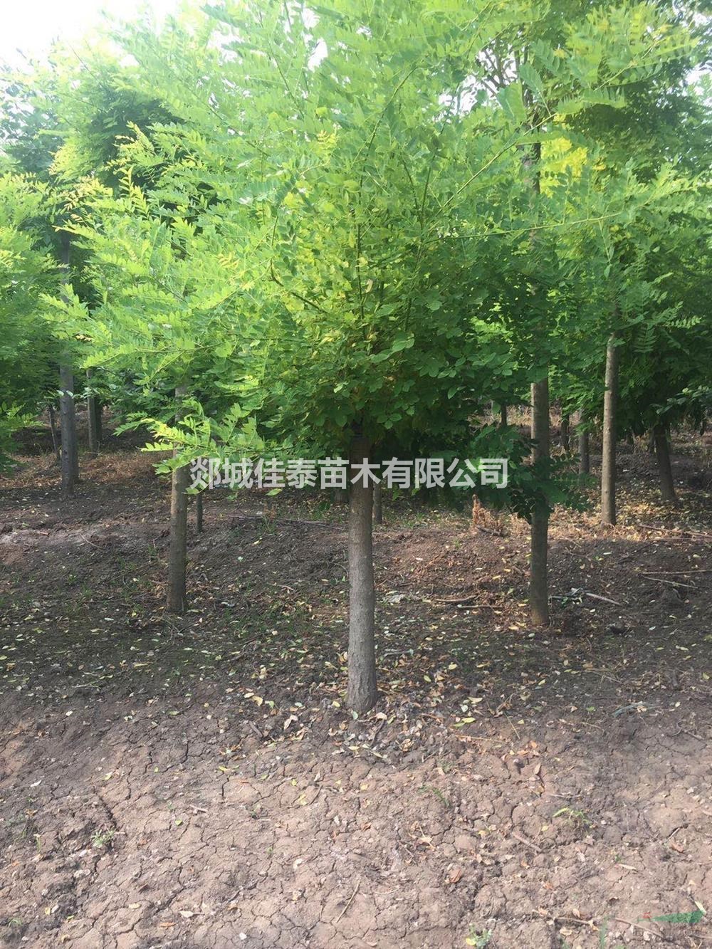 黃金槐價格/報價