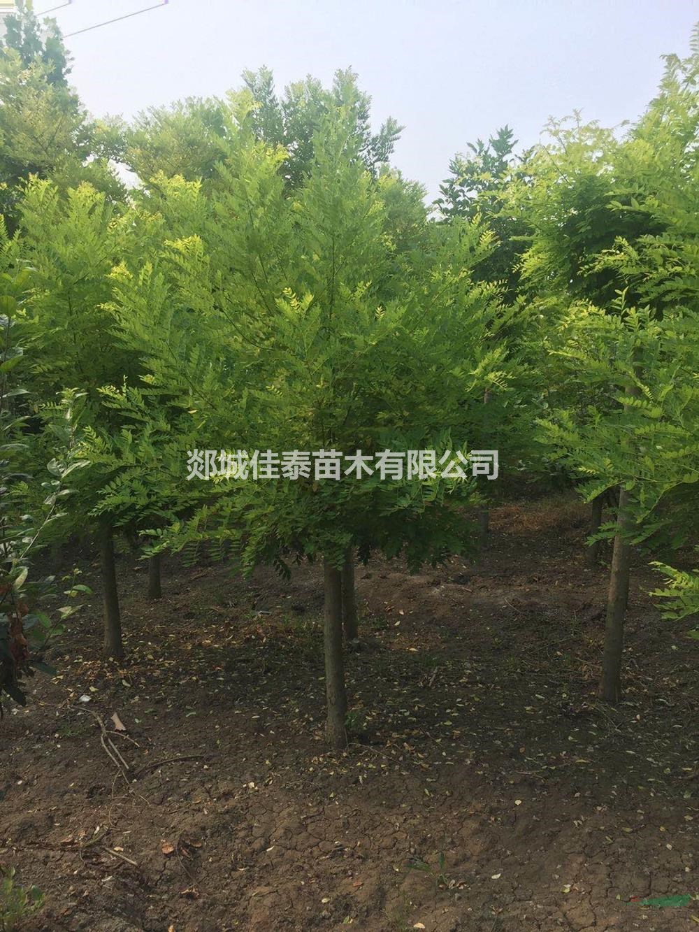 黃金槐價格/報價