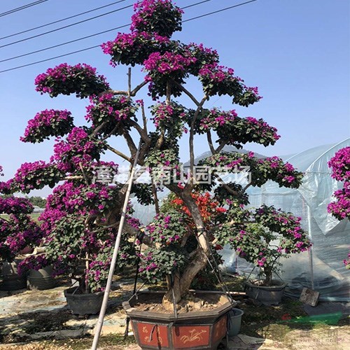 福建紫花三角梅桩景 漳州三角梅盆景哪里好/哪家便宜