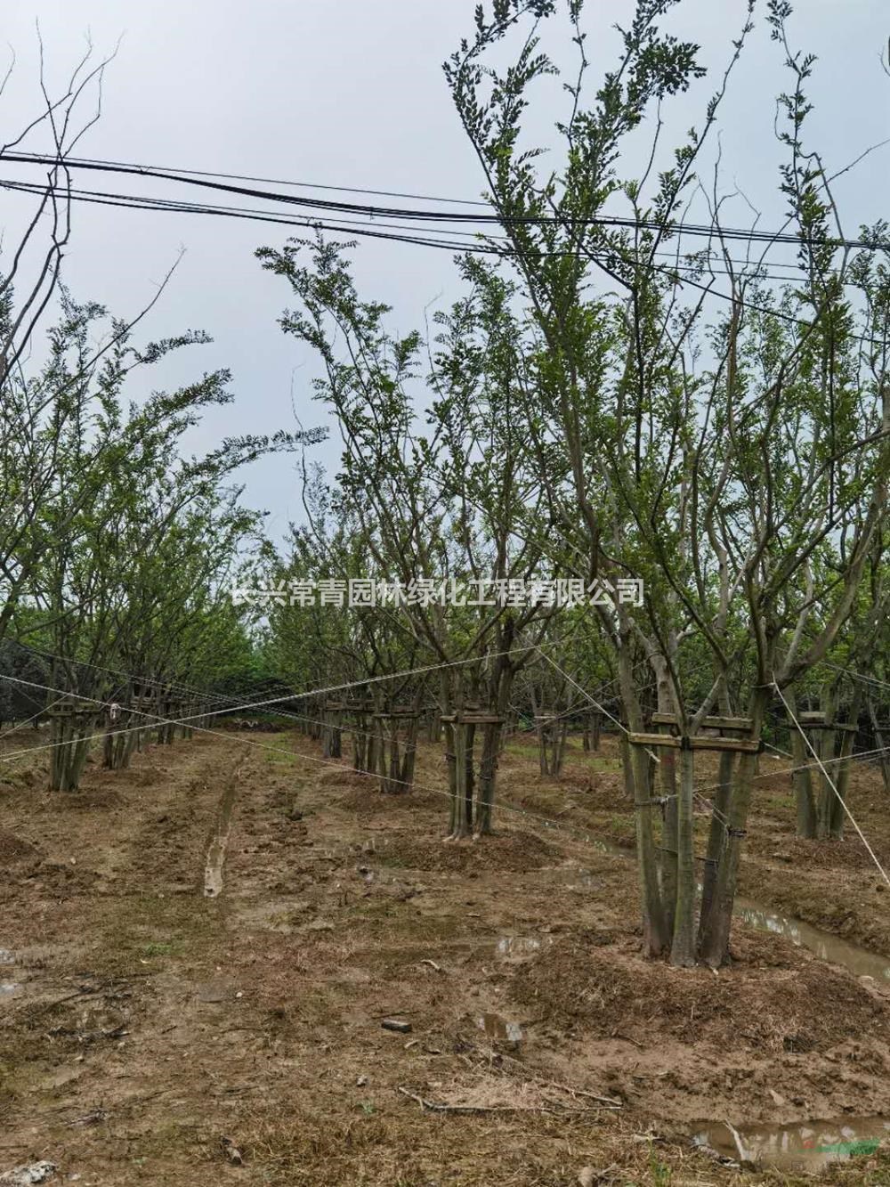 大小規(guī)格拼栽叢生樸樹4-6桿 浙江叢生樸樹價格 湖州叢生樸樹基地