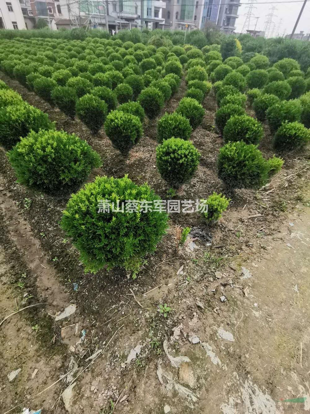 浙江雀舌黃楊球 杭州小苗 蕭山雀舌黃楊球農(nóng)戶直銷哪里好/哪家便宜