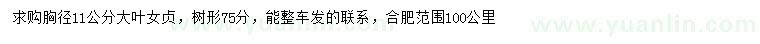 求購胸徑11公分大葉女貞