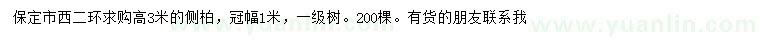 求購高3米側柏