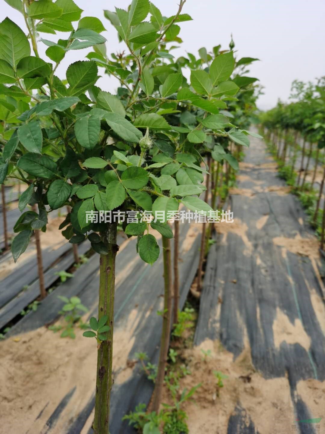 河南南陽(yáng)棒棒糖月季介紹/特征/用途