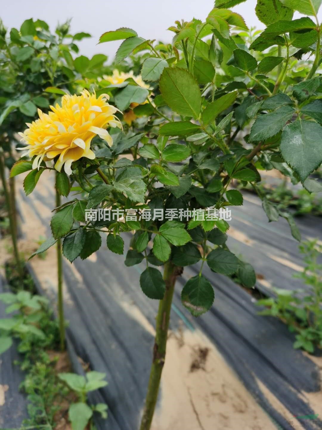 河南南陽(yáng)棒棒糖月季介紹/特征/用途
