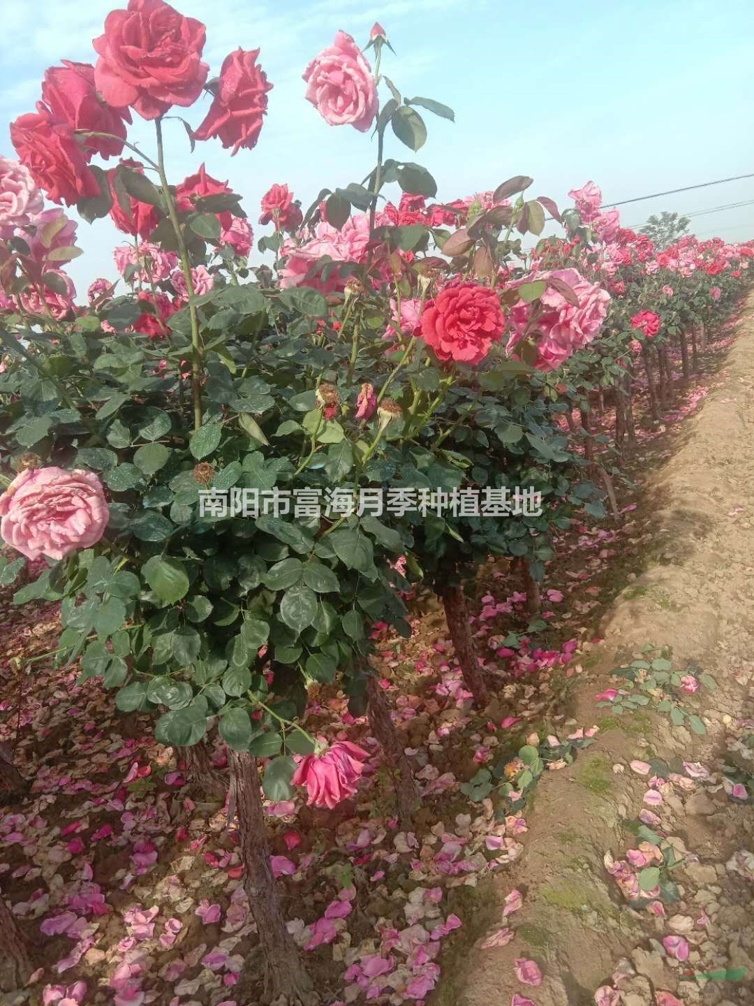 河南南陽樹狀月季園林應(yīng)用
