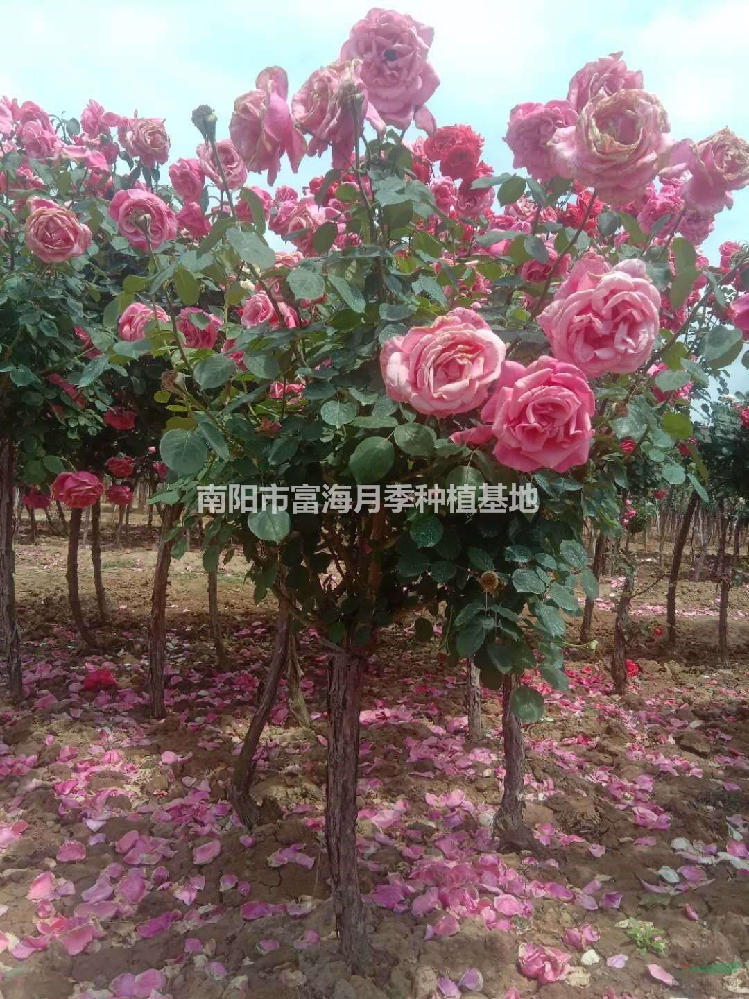 河南南陽樹狀月季園林應(yīng)用