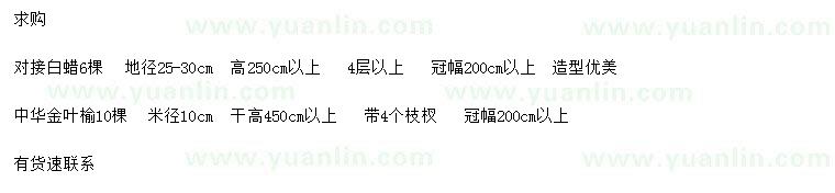 求購地徑25-30公分對接白蠟、米徑10公分中華金葉榆