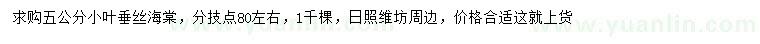 求購5公分小葉垂絲海棠