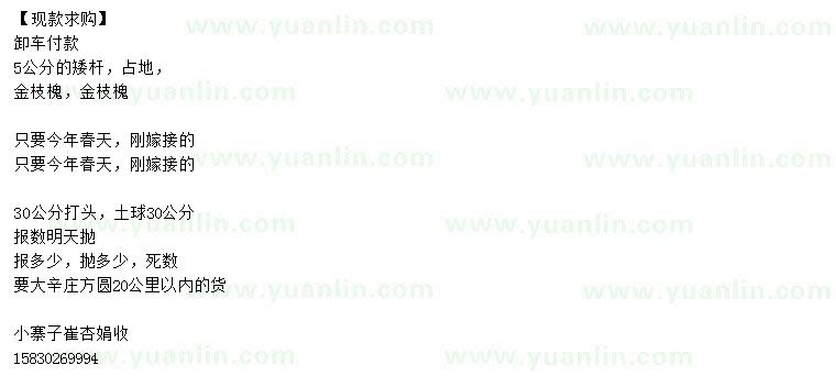 求購5公分金枝槐