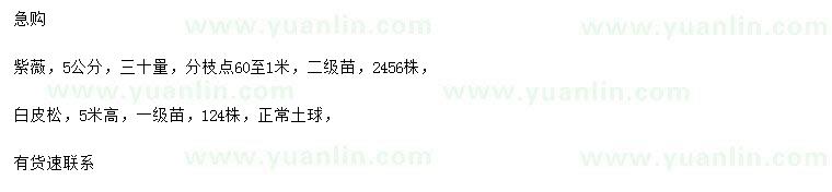 求購5公分紫薇、高5米白皮松