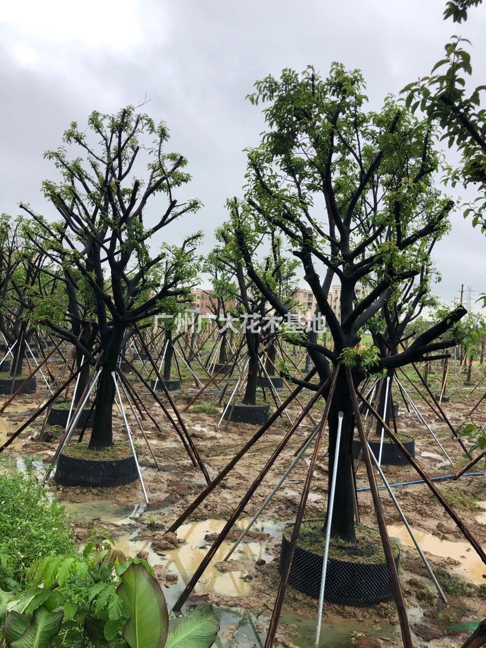 广东桂木30-40公分左右，高度7-8米，冠幅4-5米库存50棵批发/供应