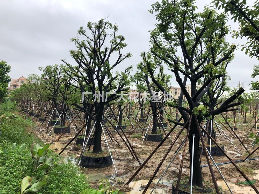 广东桂木30-40公分左右，高度7-8米，冠幅4-5米库存50棵批发/供应