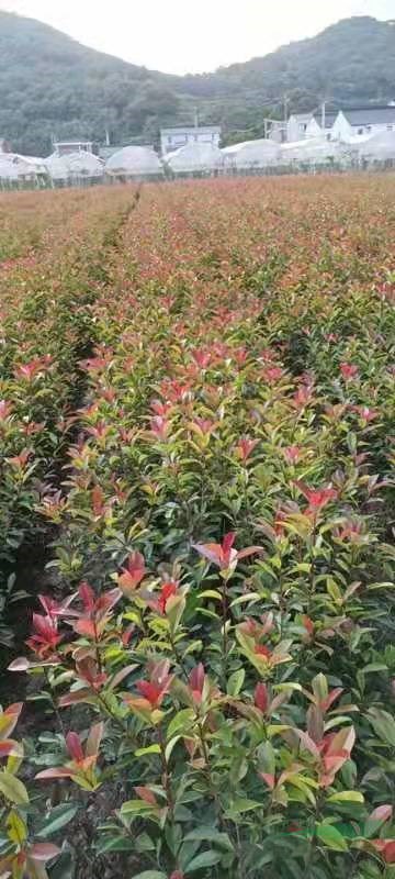 杭州供應紅葉石楠工程.H60—70cm。H80—100cm高。P30cm優質小毛球