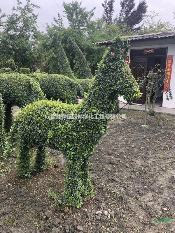 小葉女貞造型 小葉女貞動(dòng)物造型 小葉女貞批發(fā)基地