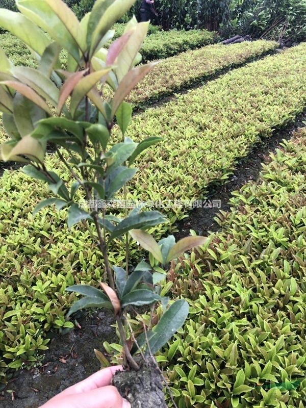佛頂珠批發(fā)基地 出售佛頂珠 佛頂珠工程苗