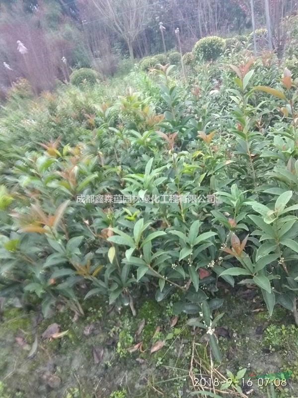 佛頂珠批發(fā)基地 出售佛頂珠 佛頂珠工程苗