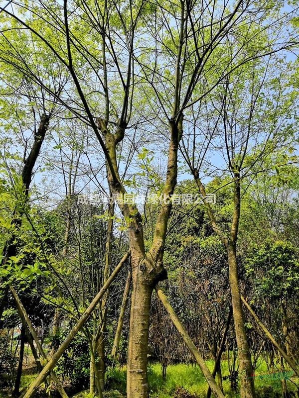 米徑25公分的樸樹基地價格