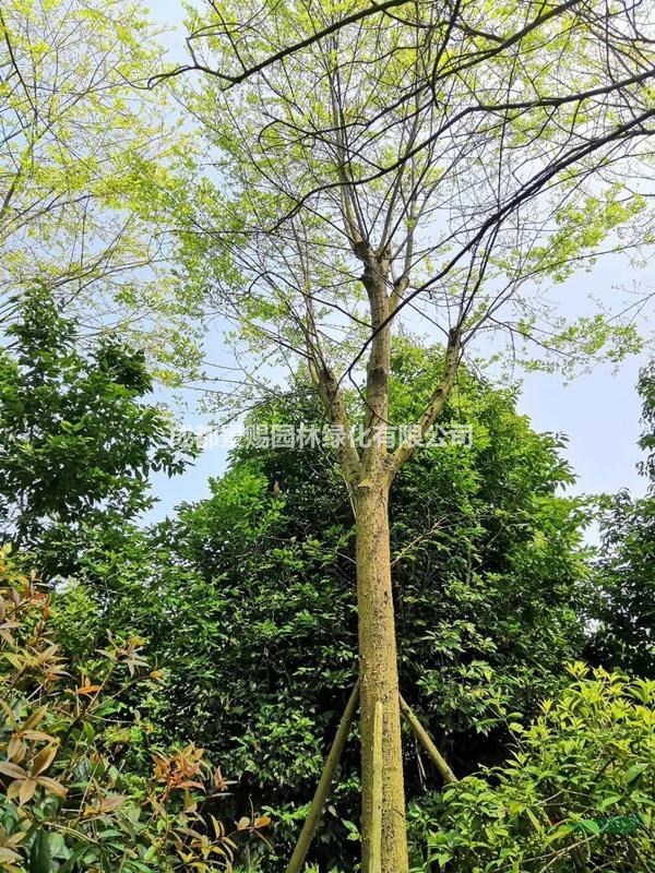 米徑25公分的樸樹基地價格