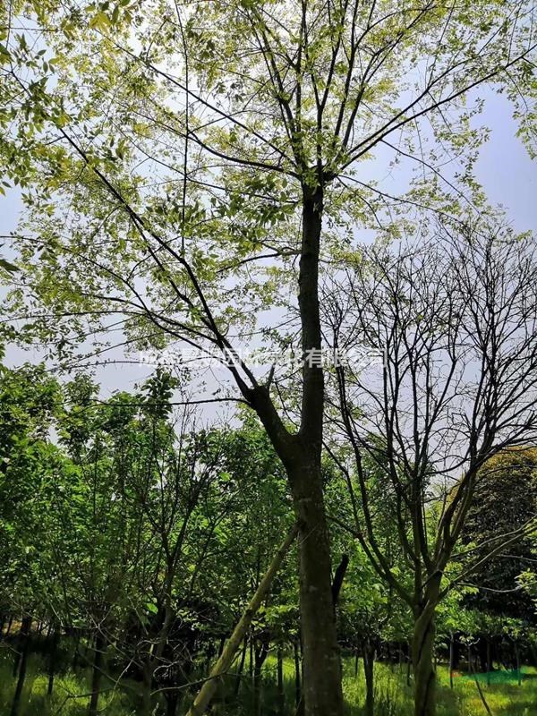 米徑25公分的樸樹基地價格