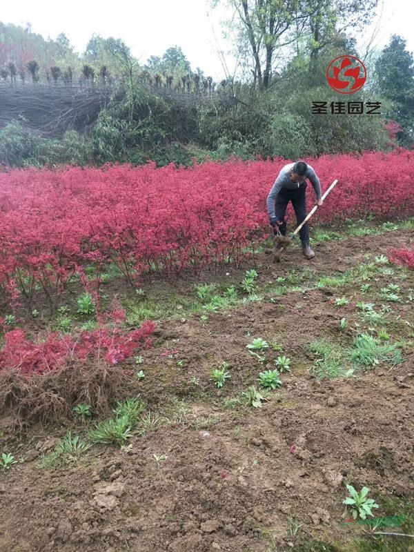 供應(yīng)日本紅楓小苗