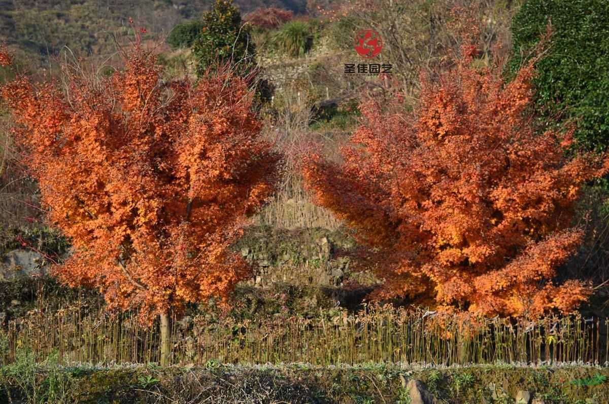 供應(yīng)赤楓小苗