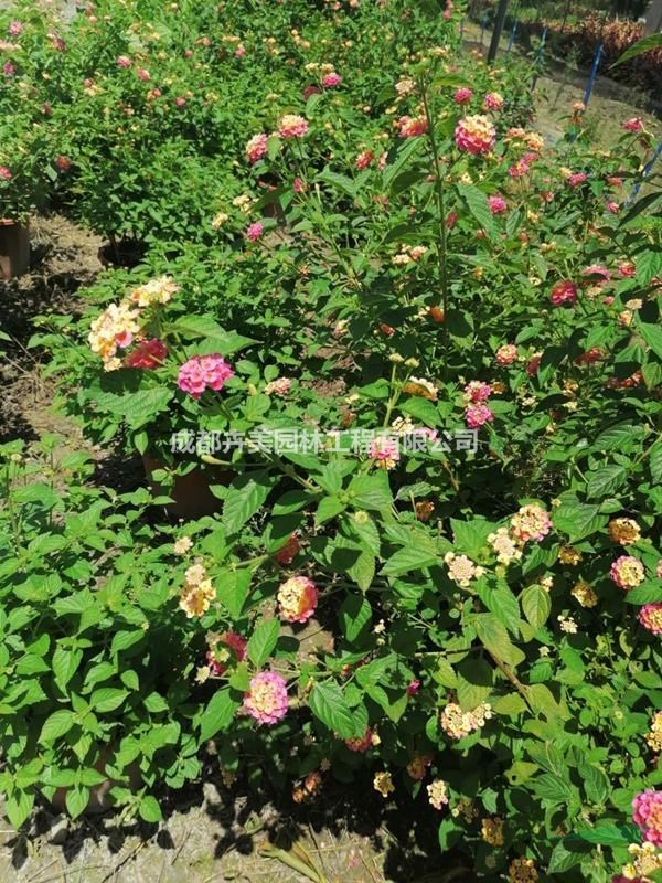 五色梅，加侖杯杯苗，帶花五色梅，基地直銷