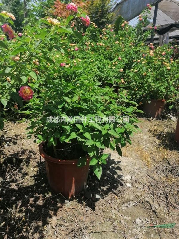 五色梅，加侖杯杯苗，帶花五色梅，基地直銷