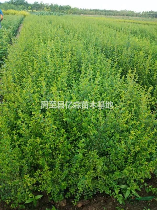陜西迎春花 小葉女貞 金葉女貞 連翹 多種規格 質優量大