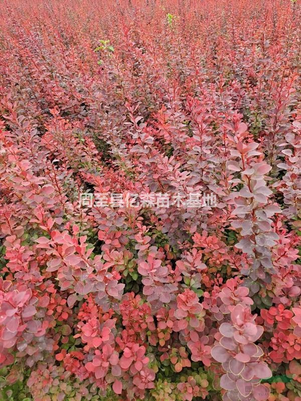 陜西迎春花 小葉女貞 金葉女貞 連翹 多種規格 質優量大