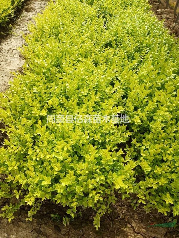 陜西迎春花 小葉女貞 金葉女貞 連翹 多種規格 質優量大