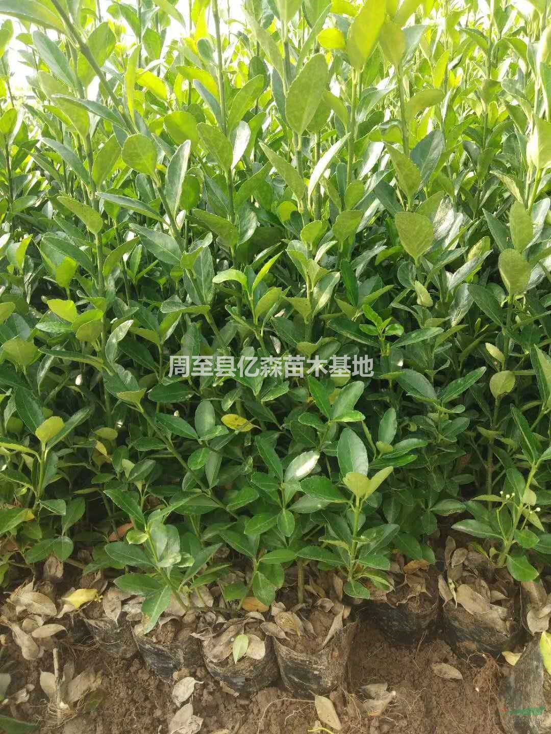 陜西營養(yǎng)缽冬青小葉黃楊紅葉石楠錦帶連翹低價(jià)供應(yīng)各地
