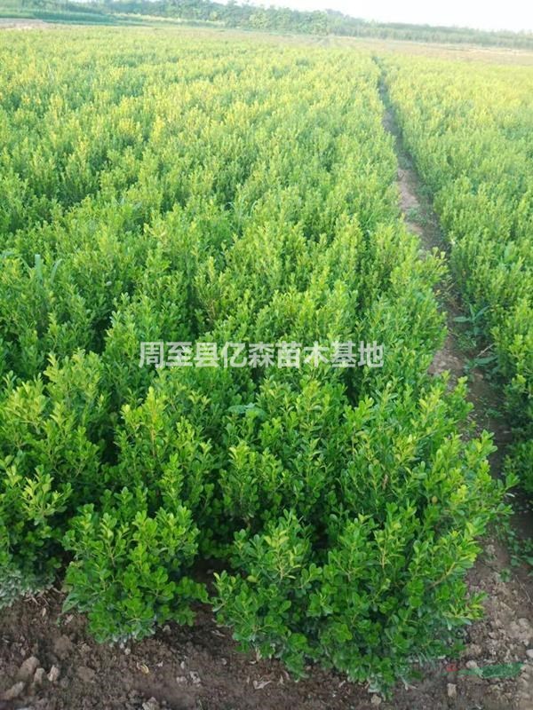 陜西營養(yǎng)缽冬青小葉黃楊紅葉石楠錦帶連翹低價(jià)供應(yīng)各地