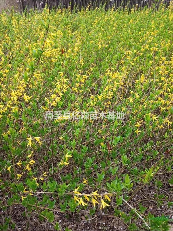 陜西營養(yǎng)缽冬青小葉黃楊紅葉石楠錦帶連翹低價(jià)供應(yīng)各地