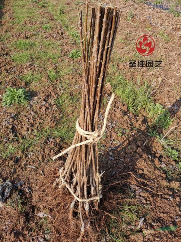 浙江紹興供應(yīng)水果桃形李小苗
