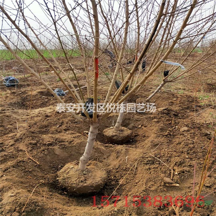 紫葉碧桃樹苗價(jià)格哪里有 3-10公分碧桃價(jià)格 青葉碧桃綠化苗