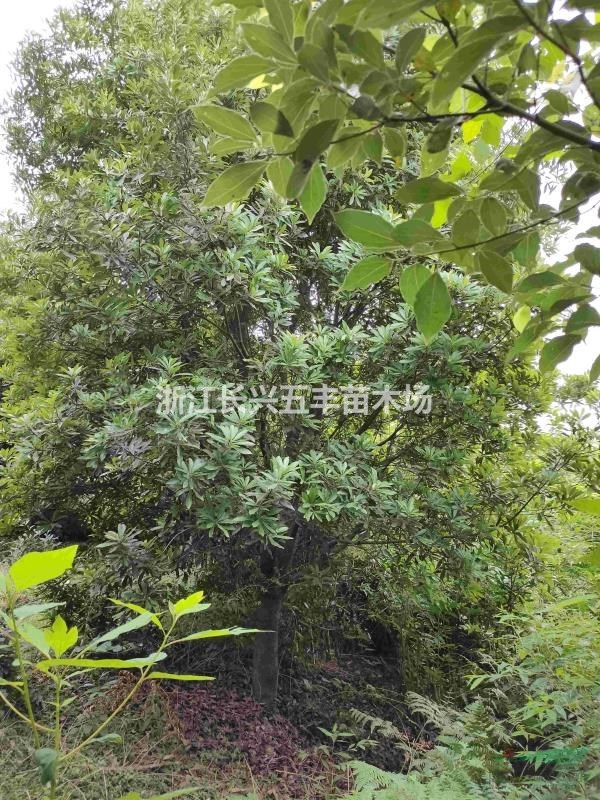 大量供應(yīng)各種規(guī)格楊梅樹！