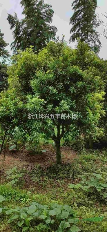 大量供應(yīng)各種規(guī)格楊梅樹！