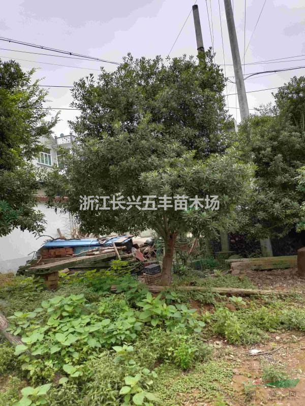 大量供應(yīng)各種規(guī)格楊梅樹！