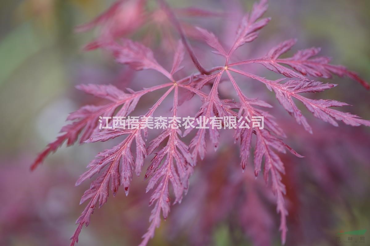 朱雀紅楓 日本紅楓基地