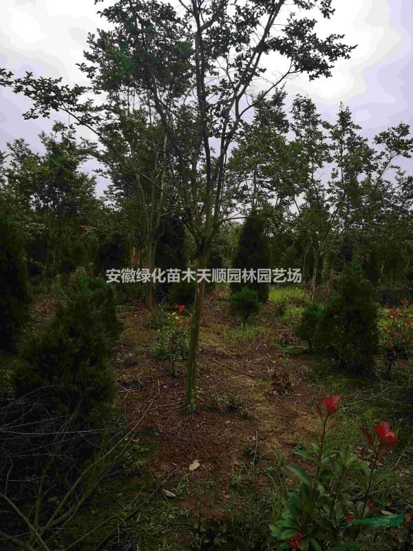 5--8公分老紫薇