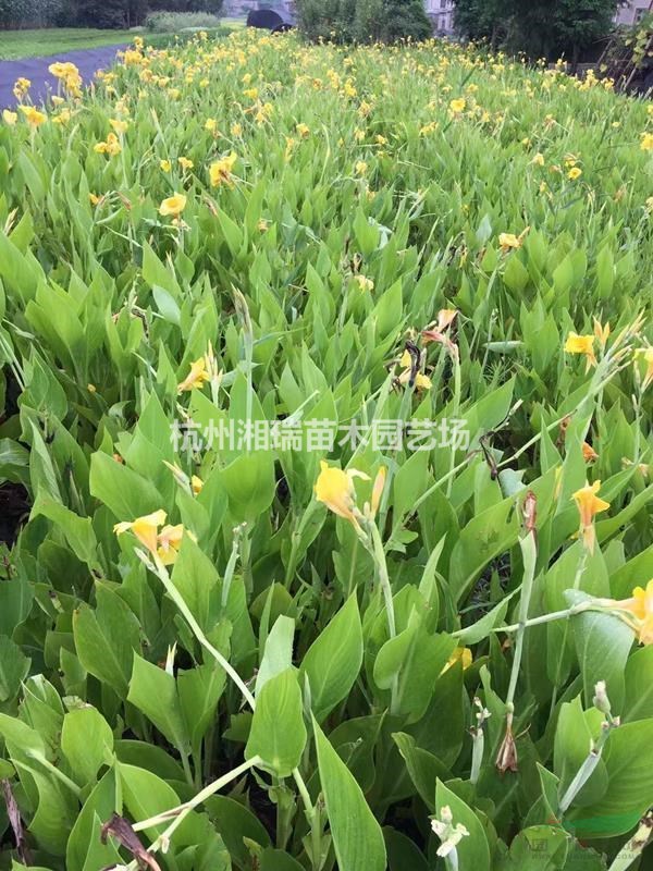 美人蕉紅花 批發(fā)價 蕭山