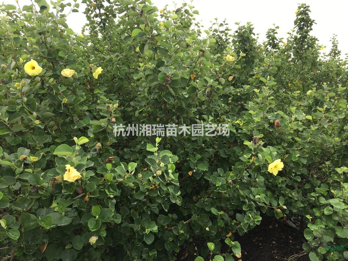 海濱木槿 浙江杭州 批發(fā)價