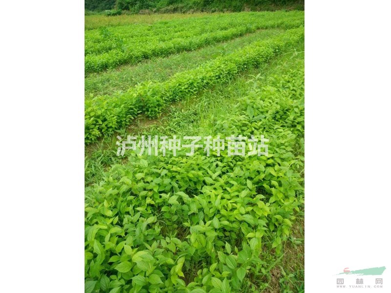 永安基地2020年批发泸州紫薇苗，千层金苗，朴树茶花樱花小苗